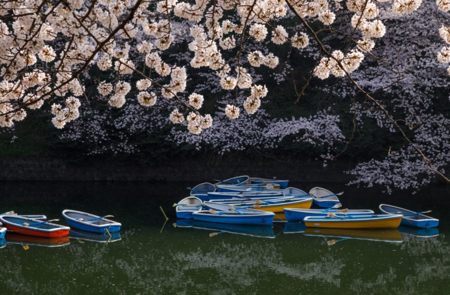 sakura destinations in Japan - Tokyo - Boating in Chidorigafuchi, luxury travel blogger // Notjessfashion.com
