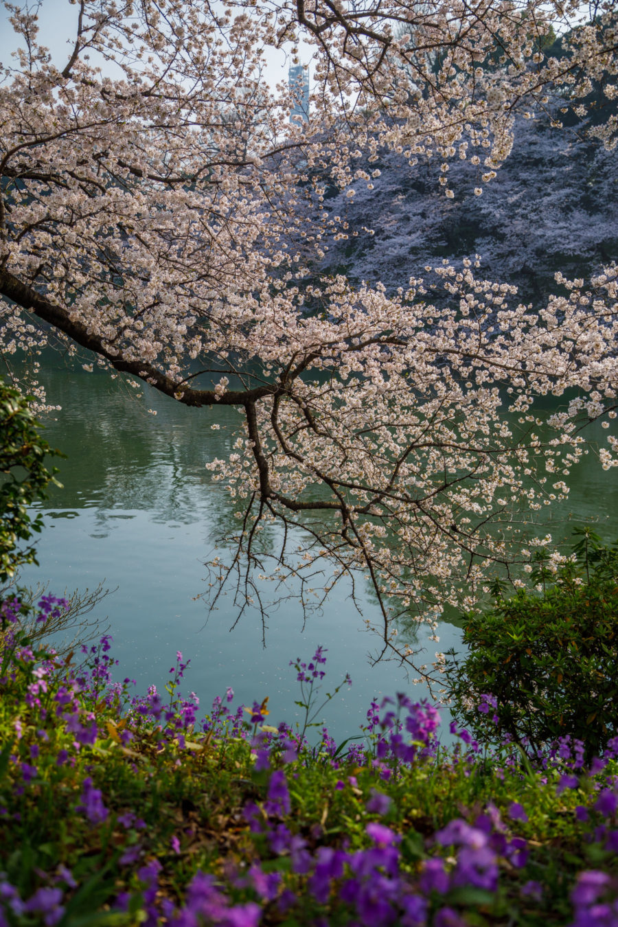 Boating in Chidorigafuchi for cherry blossoms, luxury travel blogger // Notjessfashion.com